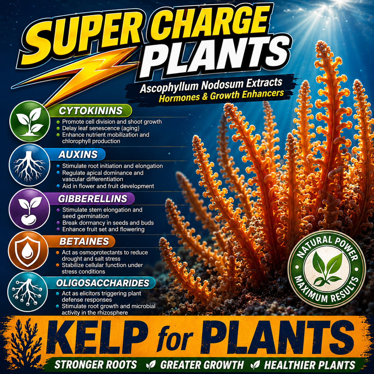Kelp for Kannabis