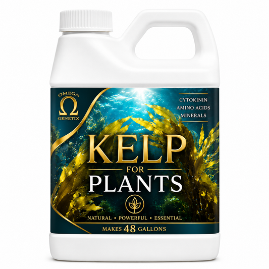 Kelp for Kannabis
