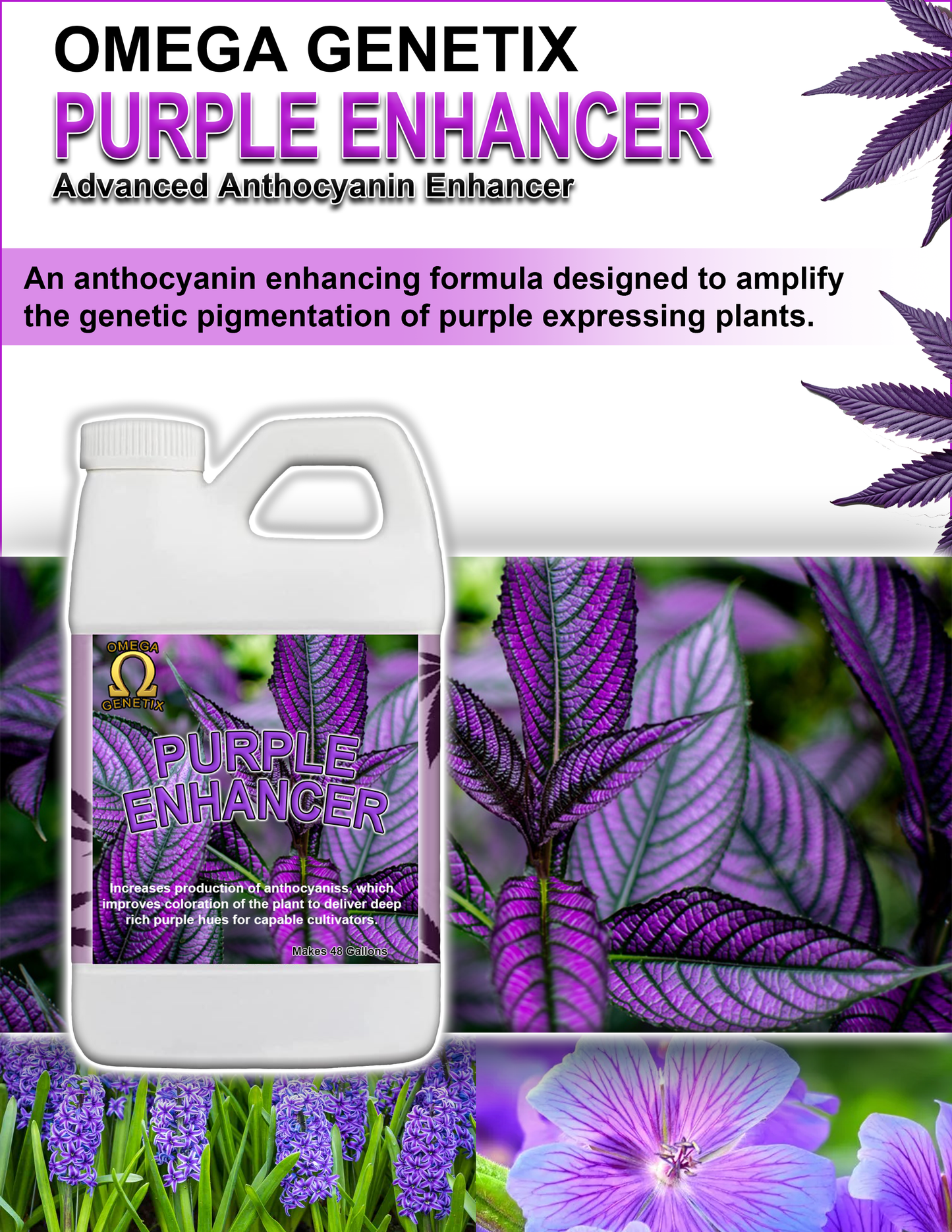 Purple Enhancer